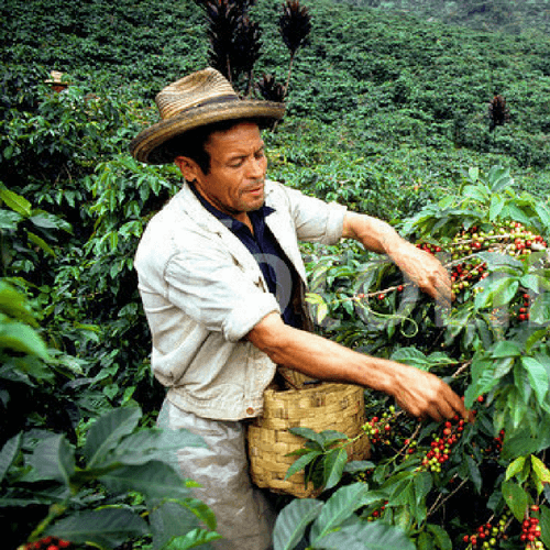 Out Of The Grey Coffee Thoughtfully Sourced | Roasted Daily | Shipping Truly Extraordinary Coffee!