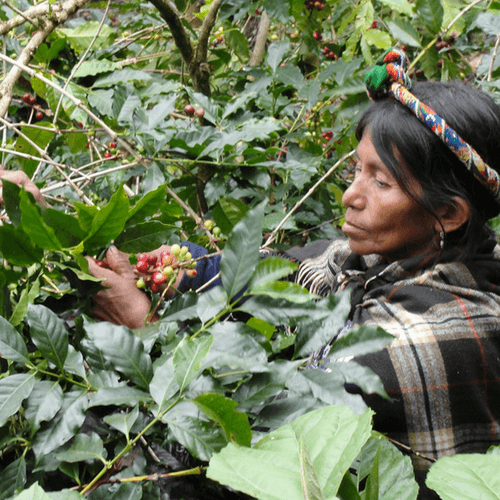 Out Of The Grey Coffee Thoughtfully Sourced | Roasted Daily | Shipping Truly Extraordinary Coffee!