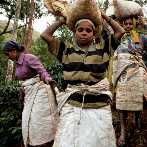 Out Of The Grey Coffee Thoughtfully Sourced | Roasted Daily | Shipping Truly Extraordinary Coffee!
