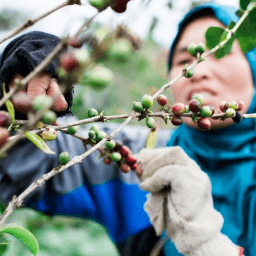 Out Of The Grey Coffee Thoughtfully Sourced | Roasted Daily | Shipping Truly Extraordinary Coffee!