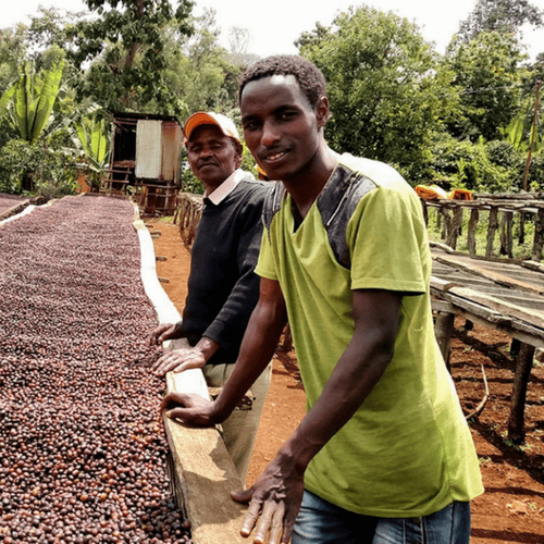 Out Of The Grey Coffee Thoughtfully Sourced | Roasted Daily | Shipping Truly Extraordinary Coffee!