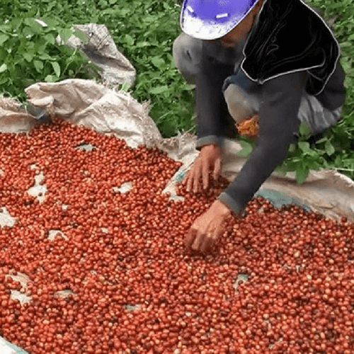 Out Of The Grey Coffee Thoughtfully Sourced | Roasted Daily | Shipping Truly Extraordinary Coffee!