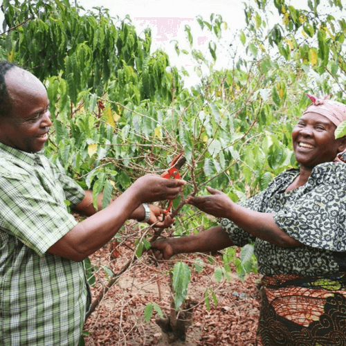 Out Of The Grey Coffee Thoughtfully Sourced | Roasted Daily | Shipping Truly Extraordinary Coffee!