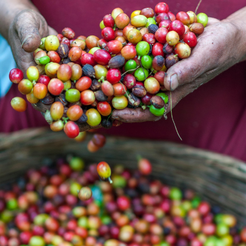 Out Of The Grey Coffee | Thoughtfully Sourced | Roasted Daily | Shipping Truly Extraordinary Coffee!