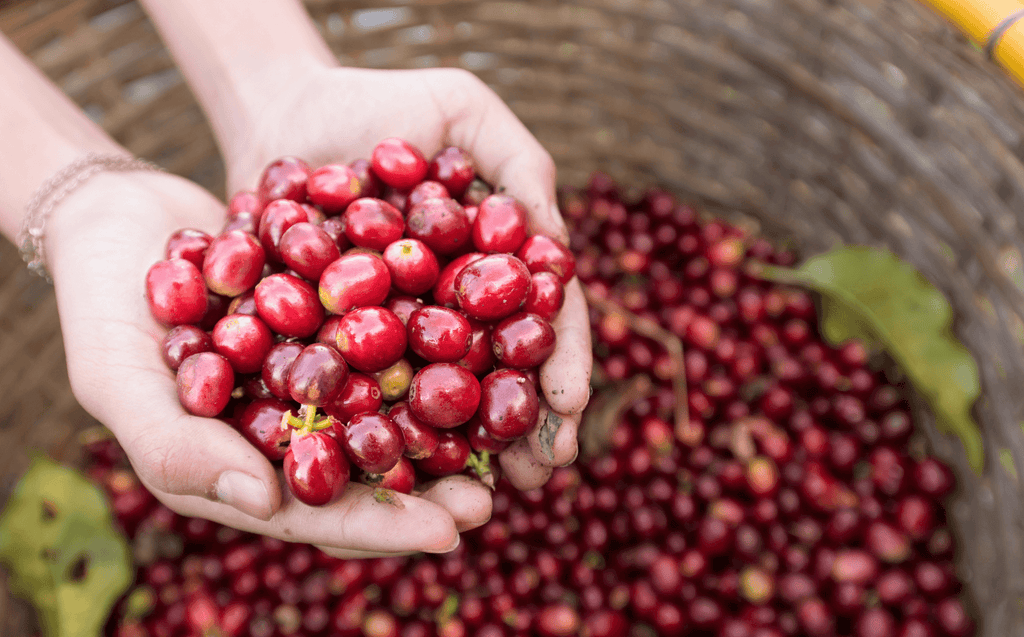 Out Of The Grey Coffee | Thoughtfully Sourced | Roasted Daily | Shipping Truly Extraordinary Coffee!