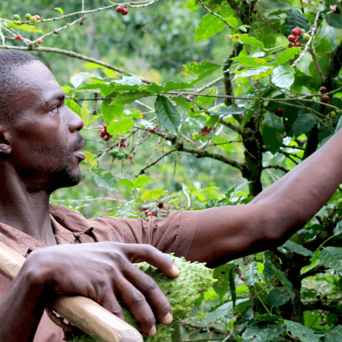Out Of The Grey Coffee | Thoughtfully Sourced | Roasted Daily | Shipping Truly Extraordinary Coffee!
