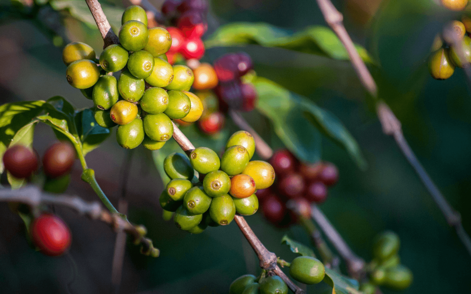 Out Of The Grey Coffee | Thoughtfully Sourced | Roasted Daily | Shipping Truly Extraordinary Coffee!