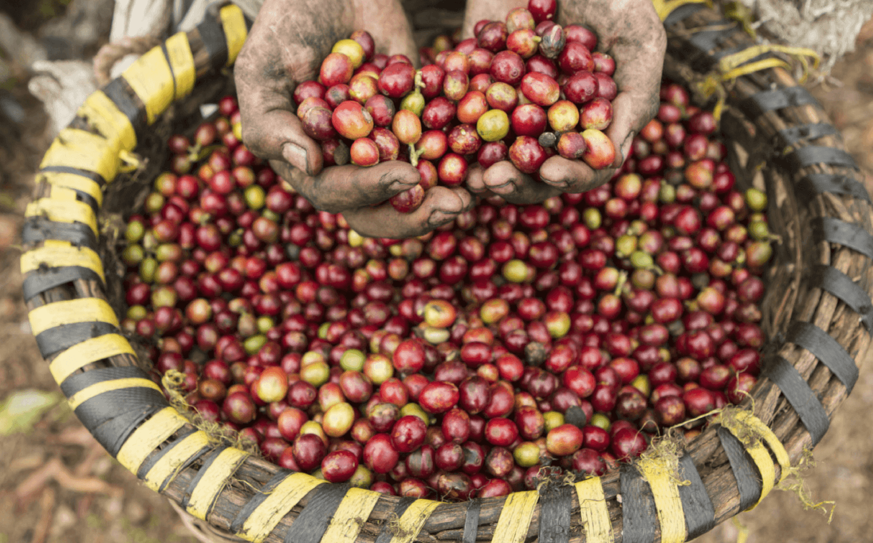 Out Of The Grey Coffee | Thoughtfully Sourced | Roasted Daily | Shipping Truly Extraordinary Coffee!