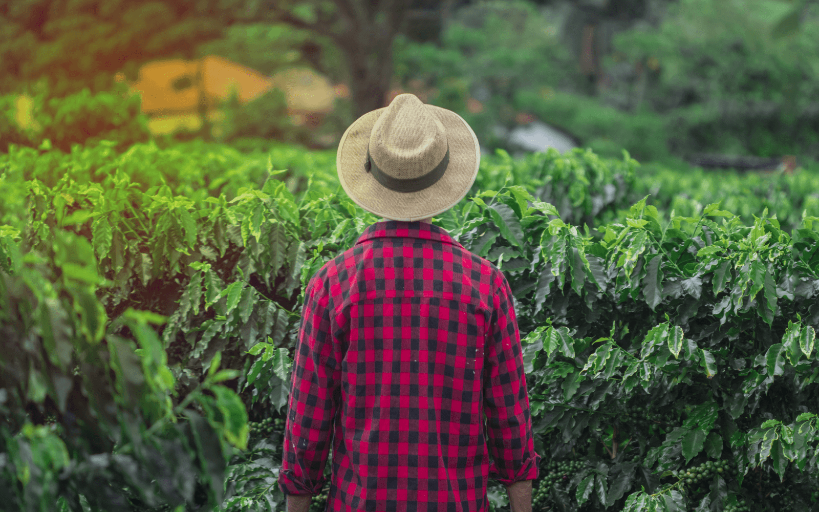 Out Of The Grey Coffee | Thoughtfully Sourced | Roasted Daily | Shipping Truly Extraordinary Coffee!