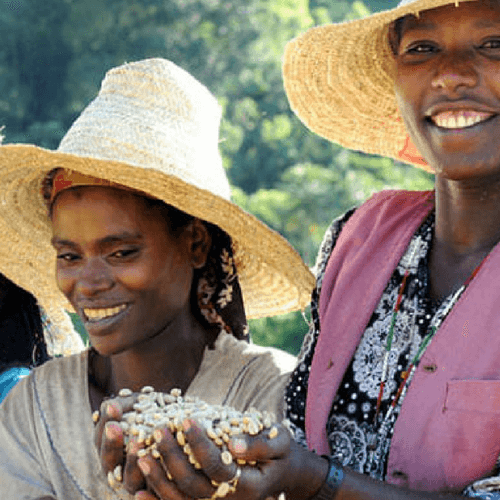 Out Of The Grey Coffee Thoughtfully Sourced | Roasted Daily | Shipping Truly Extraordinary Coffee!