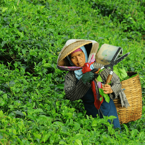 Out Of The Grey Coffee Thoughtfully Sourced | Roasted Daily | Shipping Truly Extraordinary Coffee!