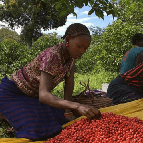 Out Of The Grey Coffee Thoughtfully Sourced | Roasted Daily | Shipping Truly Extraordinary Coffee!