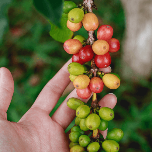 Out Of The Grey Coffee Thoughtfully Sourced | Roasted Daily | Shipping Truly Extraordinary Coffee!