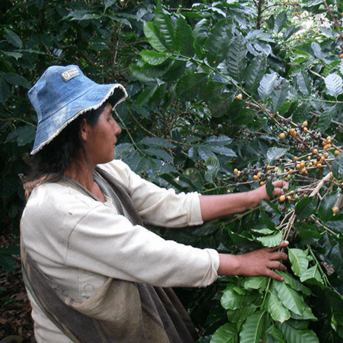 Out Of The Grey Coffee Thoughtfully Sourced | Roasted Daily | Shipping Truly Extraordinary Coffee!