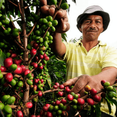 Out Of The Grey Coffee Thoughtfully Sourced | Roasted Daily | Shipping Truly Extraordinary Coffee!