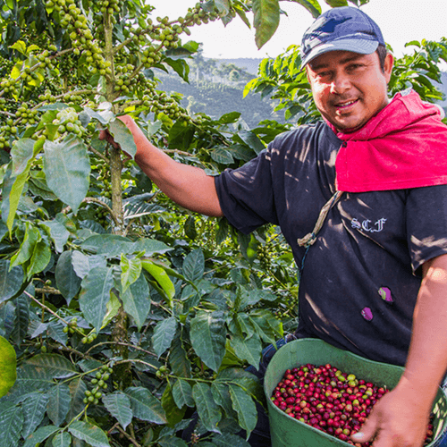 Out Of The Grey Coffee Thoughtfully Sourced | Roasted Daily | Shipping Truly Extraordinary Coffee!