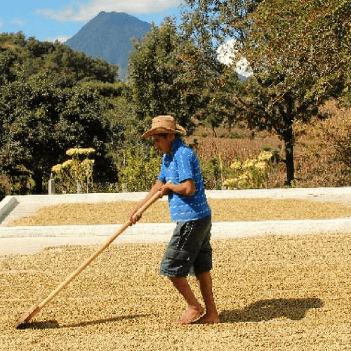 Out Of The Grey Coffee Thoughtfully Sourced | Roasted Daily | Shipping Truly Extraordinary Coffee!