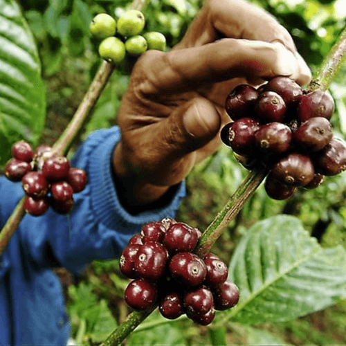 Out Of The Grey Coffee Thoughtfully Sourced | Roasted Daily | Shipping Truly Extraordinary Coffee!