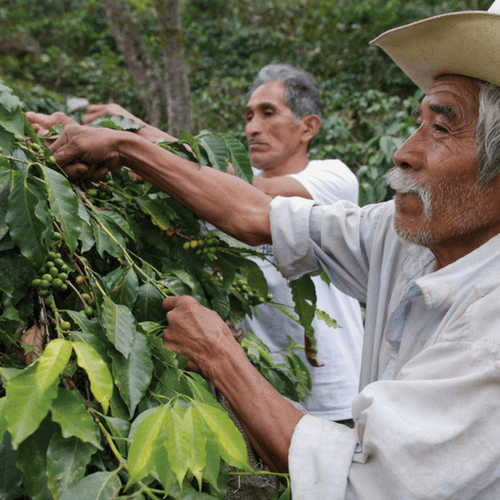 Out Of The Grey Coffee Thoughtfully Sourced | Roasted Daily | Shipping Truly Extraordinary Coffee!