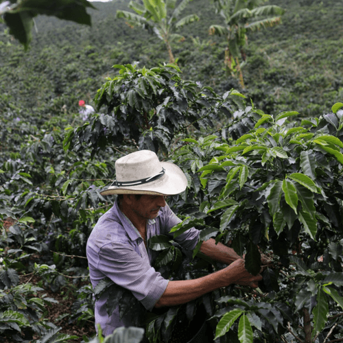 Out Of The Grey Coffee Thoughtfully Sourced | Roasted Daily | Shipping Truly Extraordinary Coffee!