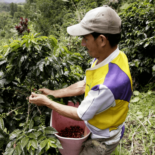 Out Of The Grey Coffee Thoughtfully Sourced | Roasted Daily | Shipping Truly Extraordinary Coffee!