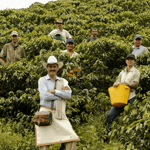 Out Of The Grey Coffee Thoughtfully Sourced | Roasted Daily | Shipping Truly Extraordinary Coffee!