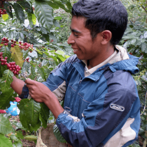 Out Of The Grey Coffee Thoughtfully Sourced | Roasted Daily | Shipping Truly Extraordinary Coffee!