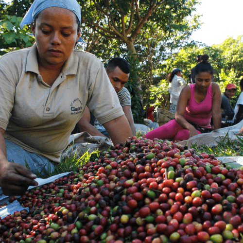 Out Of The Grey Coffee Thoughtfully Sourced | Roasted Daily | Shipping Truly Extraordinary Coffee!