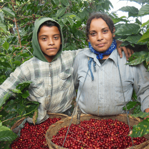 Out Of The Grey Coffee Thoughtfully Sourced | Roasted Daily | Shipping Truly Extraordinary Coffee!