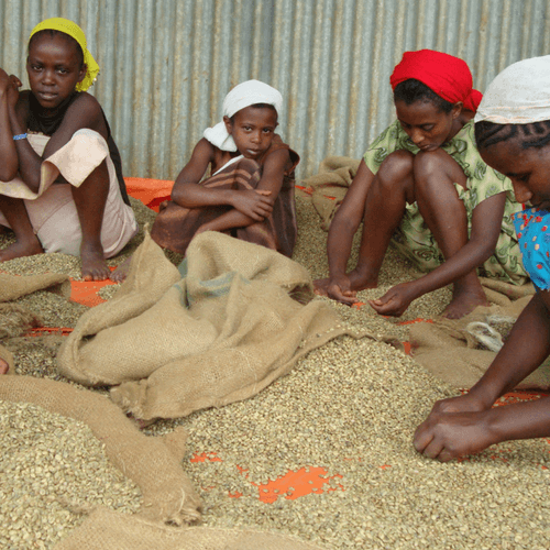 Out Of The Grey Coffee Thoughtfully Sourced | Roasted Daily | Shipping Truly Extraordinary Coffee!