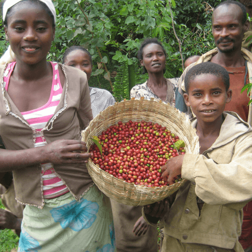 Out Of The Grey Coffee Thoughtfully Sourced | Roasted Daily | Shipping Truly Extraordinary Coffee!