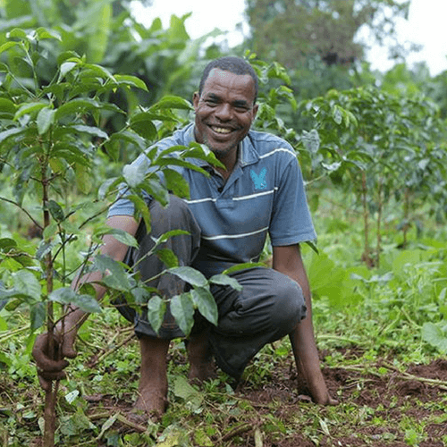 Out Of The Grey Coffee Thoughtfully Sourced | Roasted Daily | Shipping Truly Extraordinary Coffee!