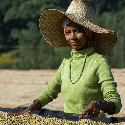 Out Of The Grey Coffee Thoughtfully Sourced | Roasted Daily | Shipping Truly Extraordinary Coffee!