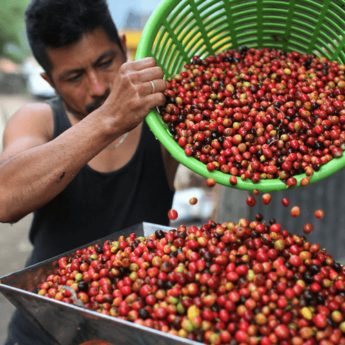 Out Of The Grey Coffee Thoughtfully Sourced | Roasted Daily | Shipping Truly Extraordinary Coffee!