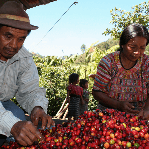 Out Of The Grey Coffee Thoughtfully Sourced | Roasted Daily | Shipping Truly Extraordinary Coffee!