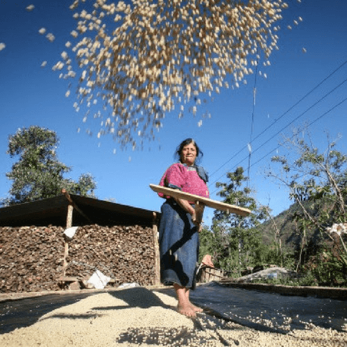 Out Of The Grey Coffee Thoughtfully Sourced | Roasted Daily | Shipping Truly Extraordinary Coffee!