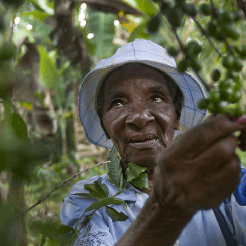 Out Of The Grey Coffee Thoughtfully Sourced | Roasted Daily | Shipping Truly Extraordinary Coffee!