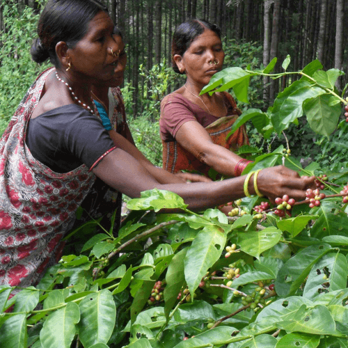 Out Of The Grey Coffee Thoughtfully Sourced | Roasted Daily | Shipping Truly Extraordinary Coffee!