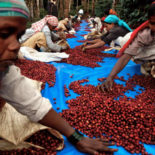 Single Origin - Indian Monsoon AAA French - Specialty Coffee