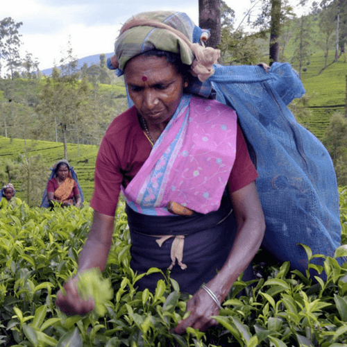 Out Of The Grey Coffee Thoughtfully Sourced | Roasted Daily | Shipping Truly Extraordinary Coffee!