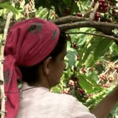 Out Of The Grey Coffee Thoughtfully Sourced | Roasted Daily | Shipping Truly Extraordinary Coffee!