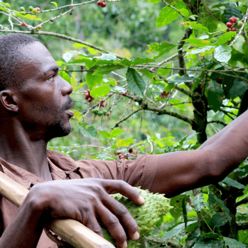 Out Of The Grey Coffee Thoughtfully Sourced | Roasted Daily | Shipping Truly Extraordinary Coffee!