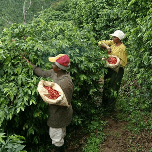 Out Of The Grey Coffee Thoughtfully Sourced | Roasted Daily | Shipping Truly Extraordinary Coffee!