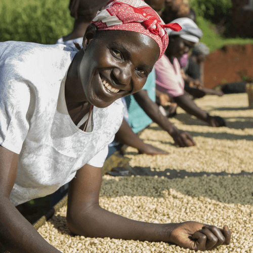 Out Of The Grey Coffee Thoughtfully Sourced | Roasted Daily | Shipping Truly Extraordinary Coffee!