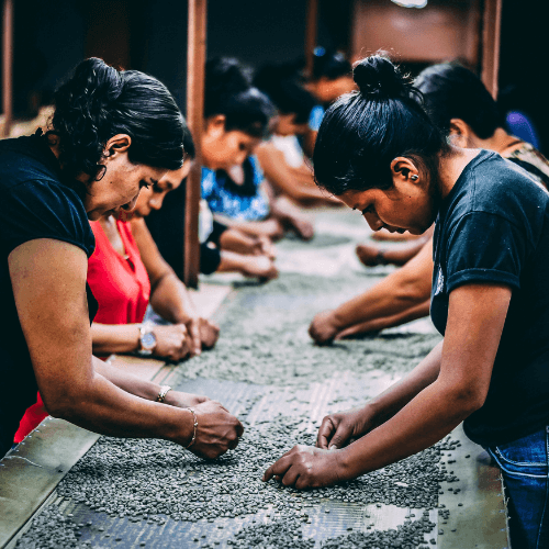 Out Of The Grey Coffee Thoughtfully Sourced | Roasted Daily | Shipping Truly Extraordinary Coffee!