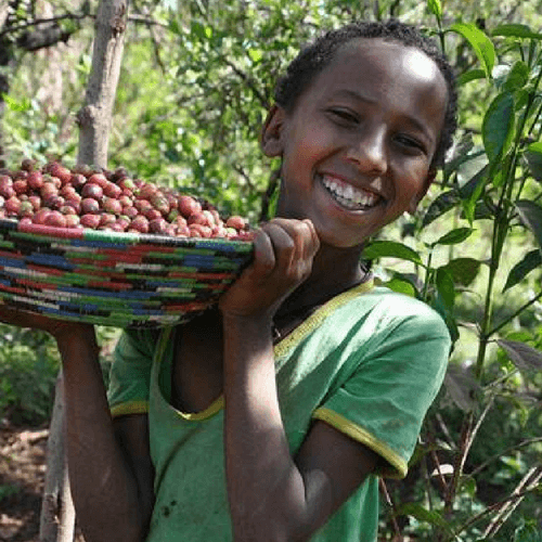 Out Of The Grey Coffee Thoughtfully Sourced | Roasted Daily | Shipping Truly Extraordinary Coffee!