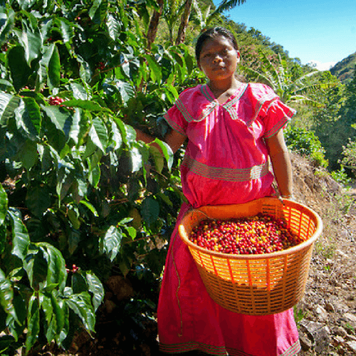 Out Of The Grey Coffee Thoughtfully Sourced | Roasted Daily | Shipping Truly Extraordinary Coffee!