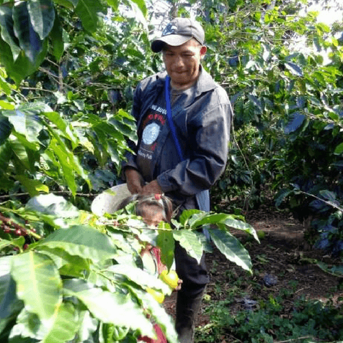 Out Of The Grey Coffee Thoughtfully Sourced | Roasted Daily | Shipping Truly Extraordinary Coffee!