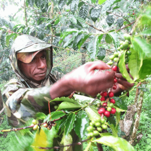 Out Of The Grey Coffee Thoughtfully Sourced | Roasted Daily | Shipping Truly Extraordinary Coffee!