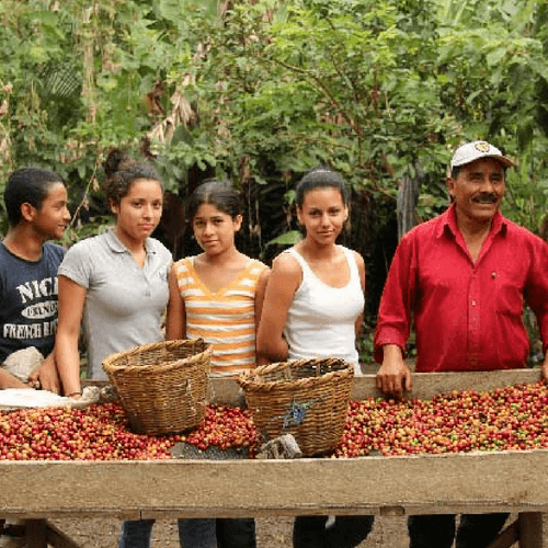 Out Of The Grey Coffee Thoughtfully Sourced | Roasted Daily | Shipping Truly Extraordinary Coffee!